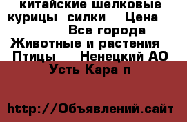 китайские шелковые курицы (силки) › Цена ­ 2 500 - Все города Животные и растения » Птицы   . Ненецкий АО,Усть-Кара п.